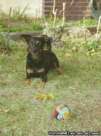 Deutscher Jagdterrier Hunde Foto 6078 Deutscher Jagdterrier Krümel - mein Lieblingsspiel