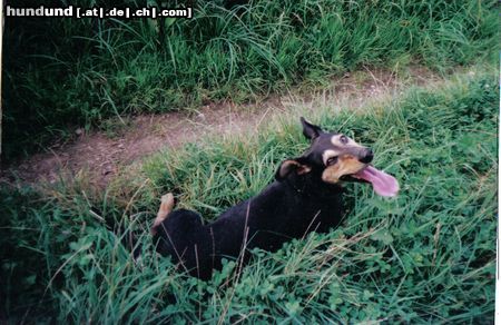 Deutscher Jagdterrier Hunde Foto 19182 in höherer Auflösung ansehen Deutscher Jagdterrier Das ist meine
