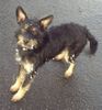 Deutscher Jagdterrier Foto: der zierliche Spike mit den Stehohren (ID 9828) Deutscher Jagdterrier Hund