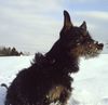 Deutscher Jagdterrier Foto: der zierliche Spike mit den Stehohren (ID 9829) Deutscher Jagdterrier Hund