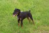 Deutscher Jagdterrier Foto: Bam ca.1Jahr alt (ID 21636) Deutscher Jagdterrier Hund