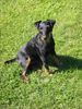 Deutscher Jagdterrier Foto: Ein Engel von einem Jagdterrier (ID 22609) Deutscher Jagdterrier Hund
