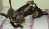 Deutscher Jagdterrier Foto: Blacky mein bester Freund (ID 18550) Deutscher Jagdterrier Hund