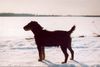 Deutscher Jagdterrier Foto: Cliff <Ich sehe was, was Du nicht siehst> (ID 3061) Deutscher Jagdterrier Hund