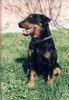 Deutscher Jagdterrier Foto: . Rus (ID 7983) Deutscher Jagdterrier Hund