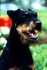 Deutscher Jagdterrier Foto: Qrina Z jelse. Rus (ID 7981) Deutscher Jagdterrier Hund