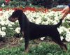 Deutscher Jagdterrier Foto: . Rus (ID 7986) Deutscher Jagdterrier Hund
