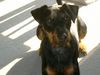 Deutscher Jagdterrier Foto: Hund: Tommy 3,5 Jahre (ID 3067) Deutscher Jagdterrier Hund