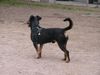 Deutscher Jagdterrier Foto: Jagdterrier Mischling (ID 20981) Deutscher Jagdterrier Hund