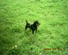 Deutscher Jagdterrier Foto: Mann is das heiss .... (ID 13543) Deutscher Jagdterrier Hund