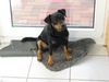 Deutscher Jagdterrier Foto: Lucky der freche (ID 9182) Deutscher Jagdterrier Hund