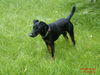 Deutscher Jagdterrier Foto: Shorty nach dem Tagessport (ID 40239) Deutscher Jagdterrier Hund