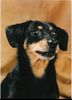 Deutscher Jagdterrier Foto: Gestatten - Chucky, der Unwiderstehliche! (ID 18376) Deutscher Jagdterrier Hund