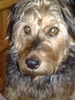 Deutscher Jagdterrier Foto: Anka, unser Jagdterrier (ID 45726) Deutscher Jagdterrier Hund