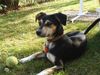 Deutscher Jagdterrier Foto: Unser Hund Kalima 3,5 Jahre alt (ID 17214) Deutscher Jagdterrier Hund
