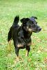 Deutscher Jagdterrier Foto: Krümel 7 1/2 Jahre und stolz wie Oskar (ID 6035) Deutscher Jagdterrier Hund