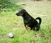 Deutscher Jagdterrier Foto: Na komm, spiel mit mir!!! (ID 9100) Deutscher Jagdterrier Hund