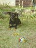 Deutscher Jagdterrier Foto: Krümel - mein Lieblingsspiel (ID 6078) Deutscher Jagdterrier Hund