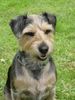 Deutscher Jagdterrier Foto: Das Leben is ne Wucht ! (ID 40548) Deutscher Jagdterrier Hund