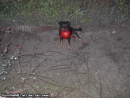 Deutscher Jagdterrier Speil mit mir ....