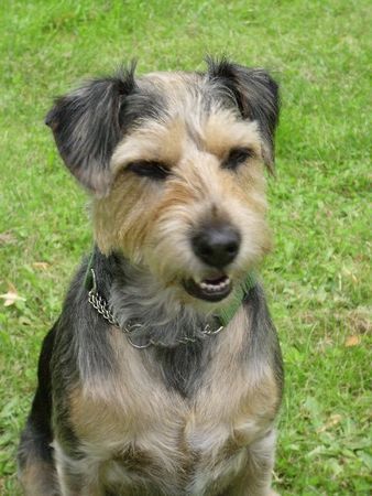 Deutscher Jagdterrier Hunde Foto 40548 Deutscher Jagdterrier Das Leben is ne Wucht !