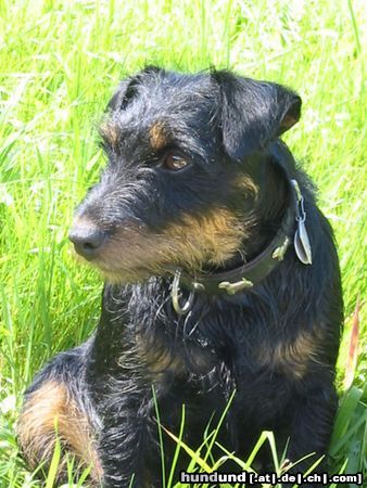 Deutscher Jagdterrier Hunde Foto 18052 in höherer Auflösung ansehen Deutscher Jagdterrier Wheezie