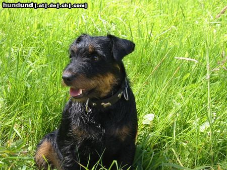 Deutscher Jagdterrier Hunde Foto 18053 in höherer Auflösung ansehen Deutscher Jagdterrier Wheezie