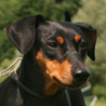 Deutscher Pinscher, Mittelschlagpinscher