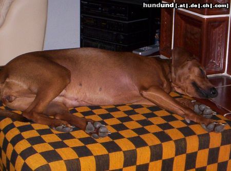 Deutscher Pinscher Hunde Foto 17466 in höherer Auflösung ansehen Deutscher Pinscher So lässt sichs leben ;-)