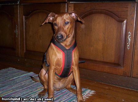 Deutscher Pinscher Hunde Foto 17563 in höherer Auflösung ansehen Deutscher Pinscher Xana mit ihrem neuen Geschirr-FEIIIIIN
