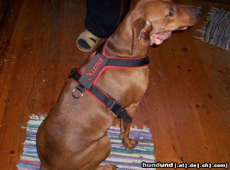 Deutscher Pinscher Hunde Foto 17562 in höherer Auflösung ansehen Deutscher Pinscher Geschirr-Presentation