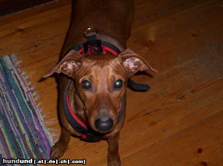 Deutscher Pinscher Hunde Foto 17561 in höherer Auflösung ansehen Deutscher Pinscher Meine Xana