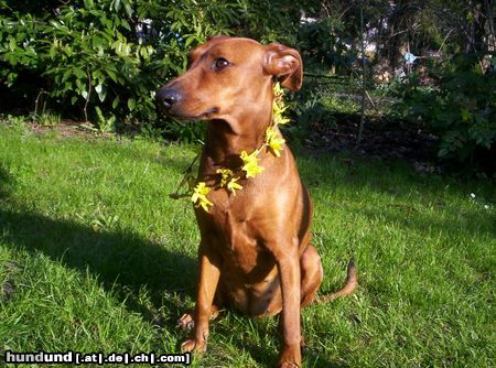 Deutscher Pinscher Xana