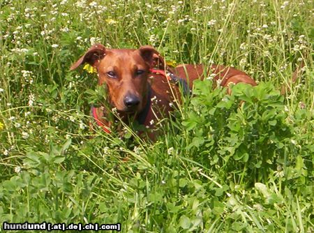 Deutscher Pinscher Hunde Foto 22487 in höherer Auflösung ansehen Deutscher Pinscher Xana