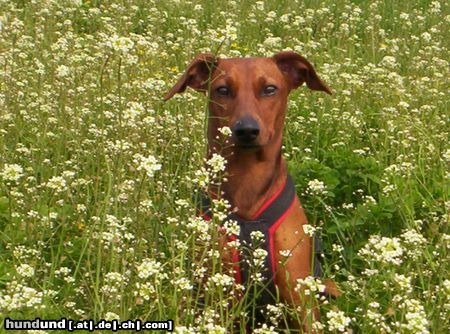Deutscher Pinscher Hunde Foto 22486 in höherer Auflösung ansehen Deutscher Pinscher Xana