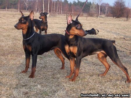 Deutscher Pinscher Hunde Foto 10174 Deutscher Pinscher FRAJDA und FREDERICA Parysada
