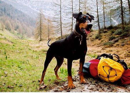Deutscher Pinscher Hunde Foto 31780 Deutscher Pinscher Rucksackwandern im Martelltal (Dinka von der Hasenburg)
