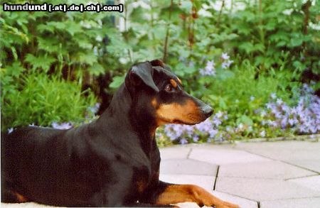 Deutscher Pinscher Hunde Foto 22317 in höherer Auflösung ansehen Deutscher Pinscher Dinka von der Hasenburg - eine ausgeglichene und instinktsichere Hündin