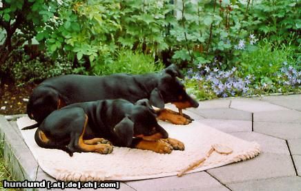 Deutscher Pinscher Hunde Foto 22315 Deutscher Pinscher Dinka von der Hasenburg
