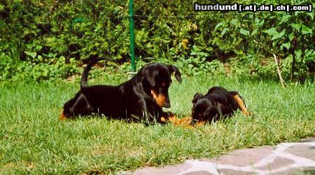 Deutscher Pinscher Hunde Foto 22316 Deutscher Pinscher Dinka und Ophelia - Zwei die sich gut verstehen