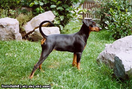 Deutscher Pinscher Hunde Foto 24524 Deutscher Pinscher