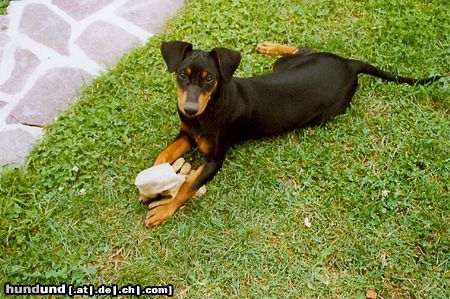 Deutscher Pinscher Hunde Foto 24525 Deutscher Pinscher Gib mir doch bitte die Gebrauchsanleitung zu dem Gartenhandschuh