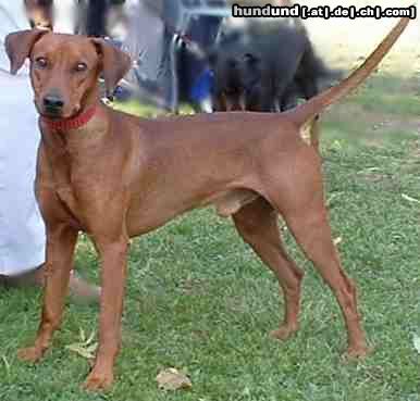 Deutscher Pinscher Hunde Foto 7185 Deutscher Pinscher