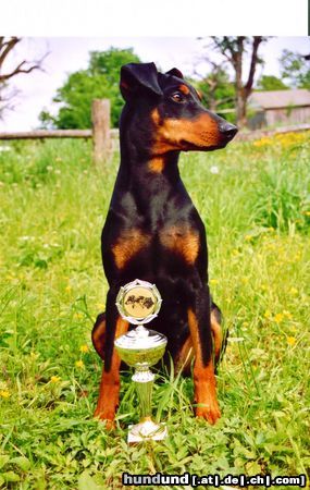 Deutscher Pinscher Hunde Foto 8569 Deutscher Pinscher Dinka-von-der-Hasenburg_April-2003