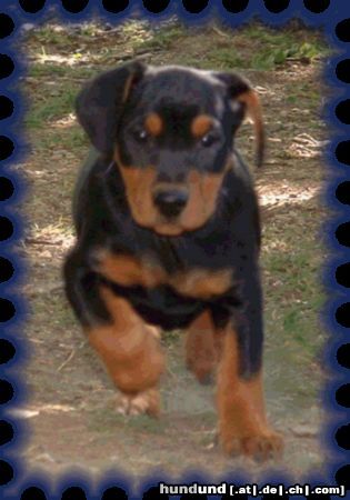 Deutscher Pinscher Hunde Foto 45319 Deutscher Pinscher Eyk `s Nachwuchs
