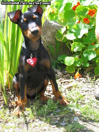 Deutscher Pinscher Hunde Foto 5788 Deutscher Pinscher Pinsel von