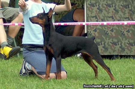 Deutscher Pinscher Hunde Foto 16829 in höherer Auflösung ansehen Deutscher Pinscher FRAJDA PINK Parysada