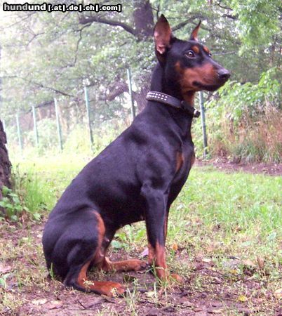 Deutscher Pinscher FRAJDA PINK Parysada