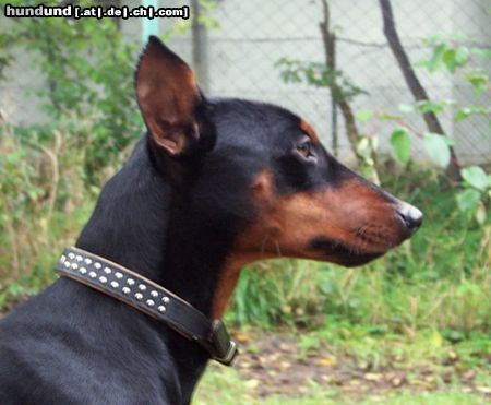 Deutscher Pinscher FRAJDA PINK Parysada