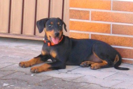 Deutscher Pinscher Hunde Foto 37909 in höherer Auflösung ansehen Deutscher Pinscher Mad Max Lucca von der Rheinebene 11 Wochen alt
